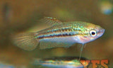 X10 Pygmy Pumilus Sparkling Gourami Package Fish Live Sml/Med-Anabantoid - Gourami-www.YourFishStore.com
