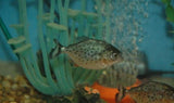 X10 Red Belly Pacu Package - South American Sml/Med 1"-2" Fresh Water-Freshwater Fish Package-www.YourFishStore.com