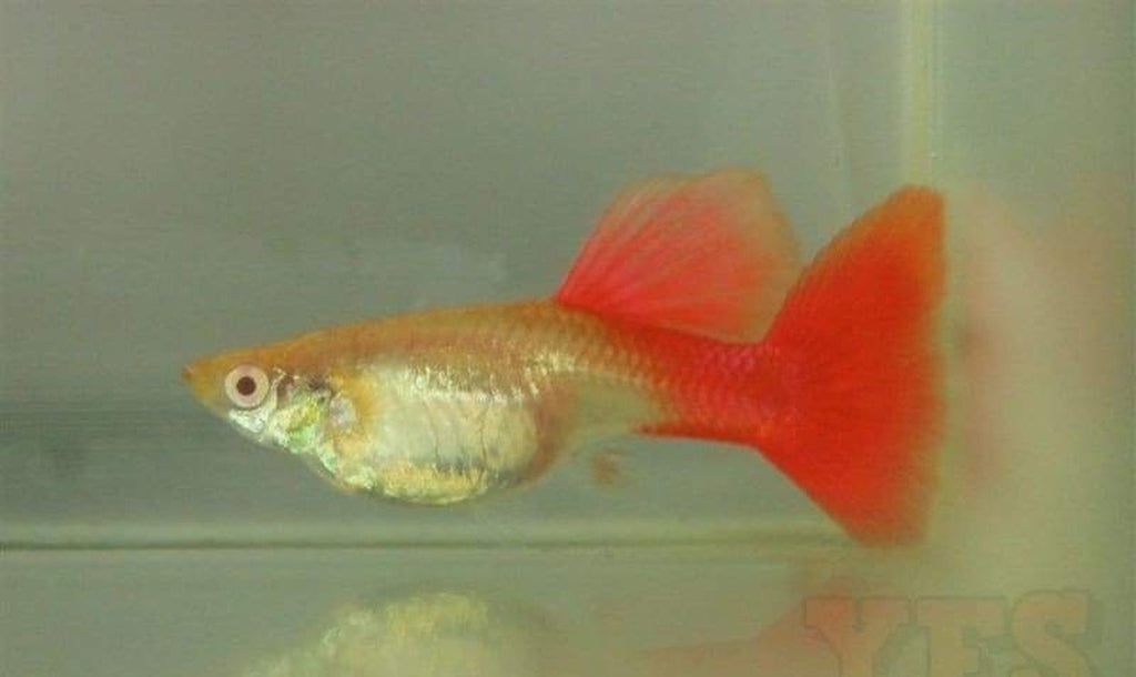 X10 - Red Blonde Tuxedo Guppy Package - Fish Live Freswater