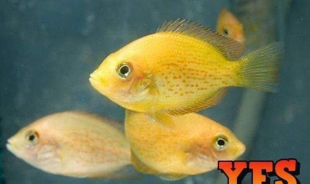 X10 Red Chromide Cichlids Sml/Med 1" - 2" Each Freshwater Fish