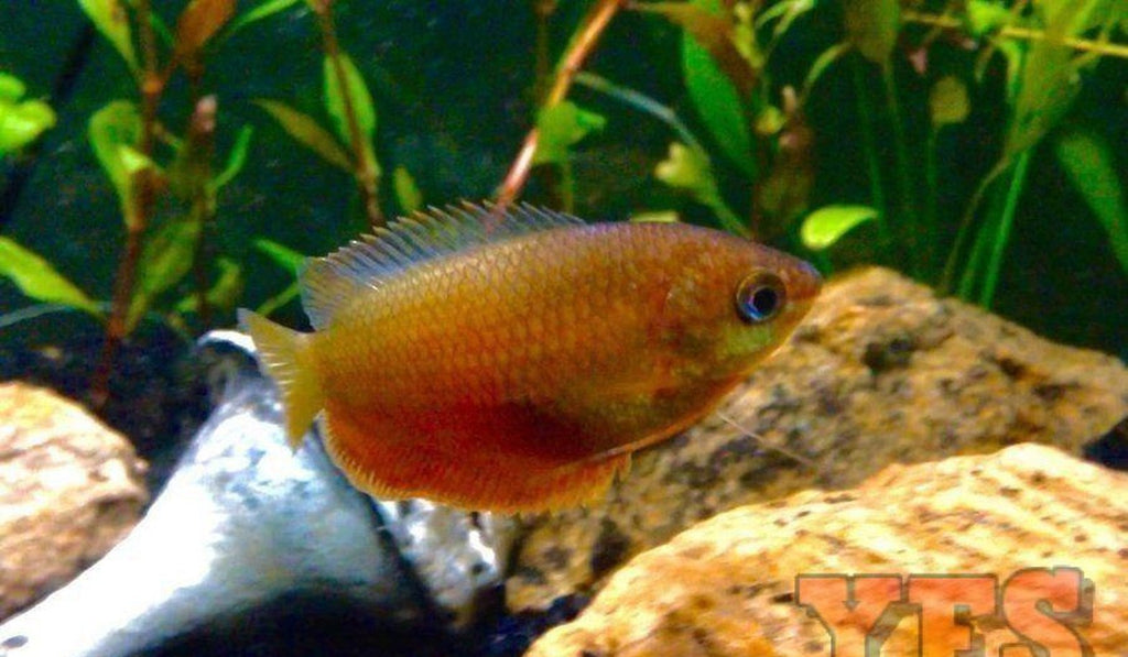 X10 Red Honey Gourami Package Fish Live Sml/Med - Bulk Save