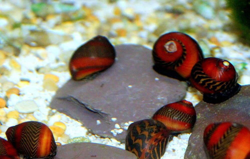 X10 Red Racer Nerite Snail Package - Fresh Water Snail Mystery