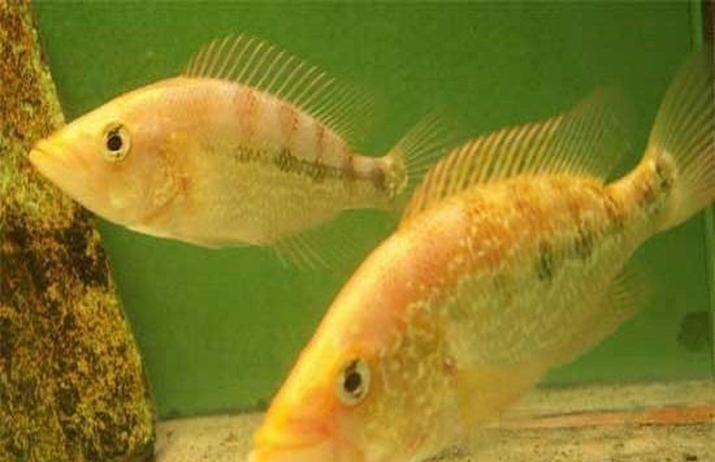 X10 Red Snook Cichlid South American Sml/Med 1"-2" Fresh Water