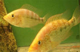 X10 Red Snook Cichlid South American Sml/Med 1"-2" Fresh Water-Freshwater Fish Package-www.YourFishStore.com