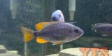 X10 Redfin Copadichromis Borleyi Cichlid Freshwater Sml/Med 1" - 2"-Freshwater Fish Package-www.YourFishStore.com