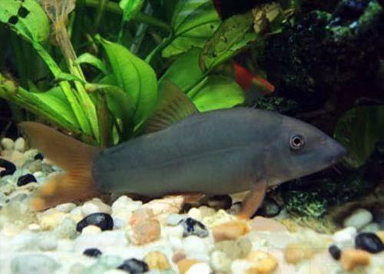X10 Redtail Botia Loach Sml 1" - 1 1/2"-Freshwater Fish Package-www.YourFishStore.com
