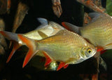 X10 Redtail Tinfoil-Freshwater Fish Package-www.YourFishStore.com