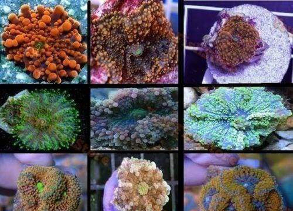 X10 Ricordea Mushroom Coral - Single Leaf