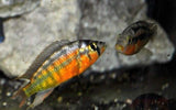 X10 Rock Kribensis Cichlid South American Sml/Med 1"-2" Fresh Water-Freshwater Fish Package-www.YourFishStore.com