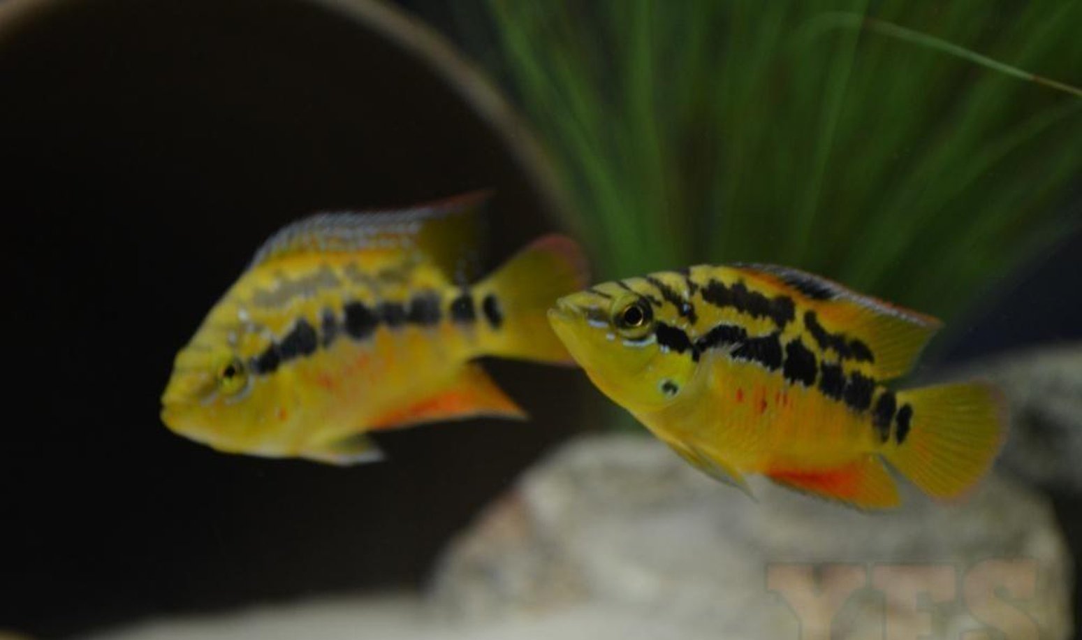 X10 Salvini Cichlid South American Sml/Med 1"-2" Fresh Water-Freshwater Fish Package-www.YourFishStore.com