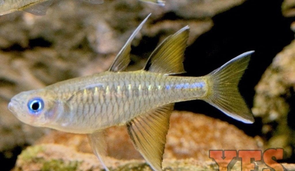 X10 Signifer Rainbow Med 1" - 2" Freshwater Fish Package