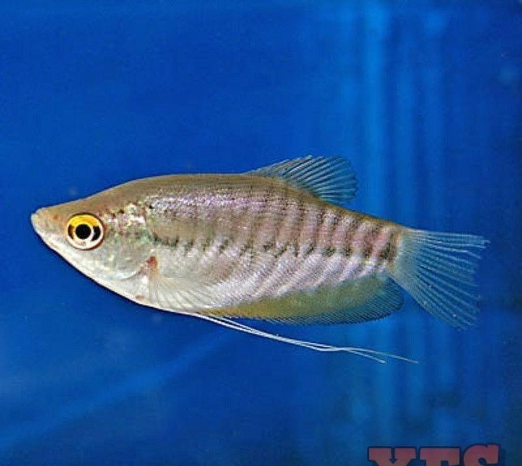 X10 Snakeskin Gourami Package Fish Live Sml/Med - Bulk Save-Anabantoid - Gourami-www.YourFishStore.com