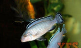 X10 Socolofi Cichlid Freshwater Sml/Med 1" - 2"-Freshwater Fish Package-www.YourFishStore.com