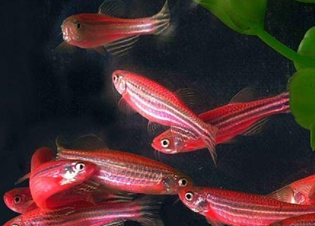 X10 Starfire Red Danio - Live Fresh Water Glow Glo Fish-Freshwater Fish Package-www.YourFishStore.com