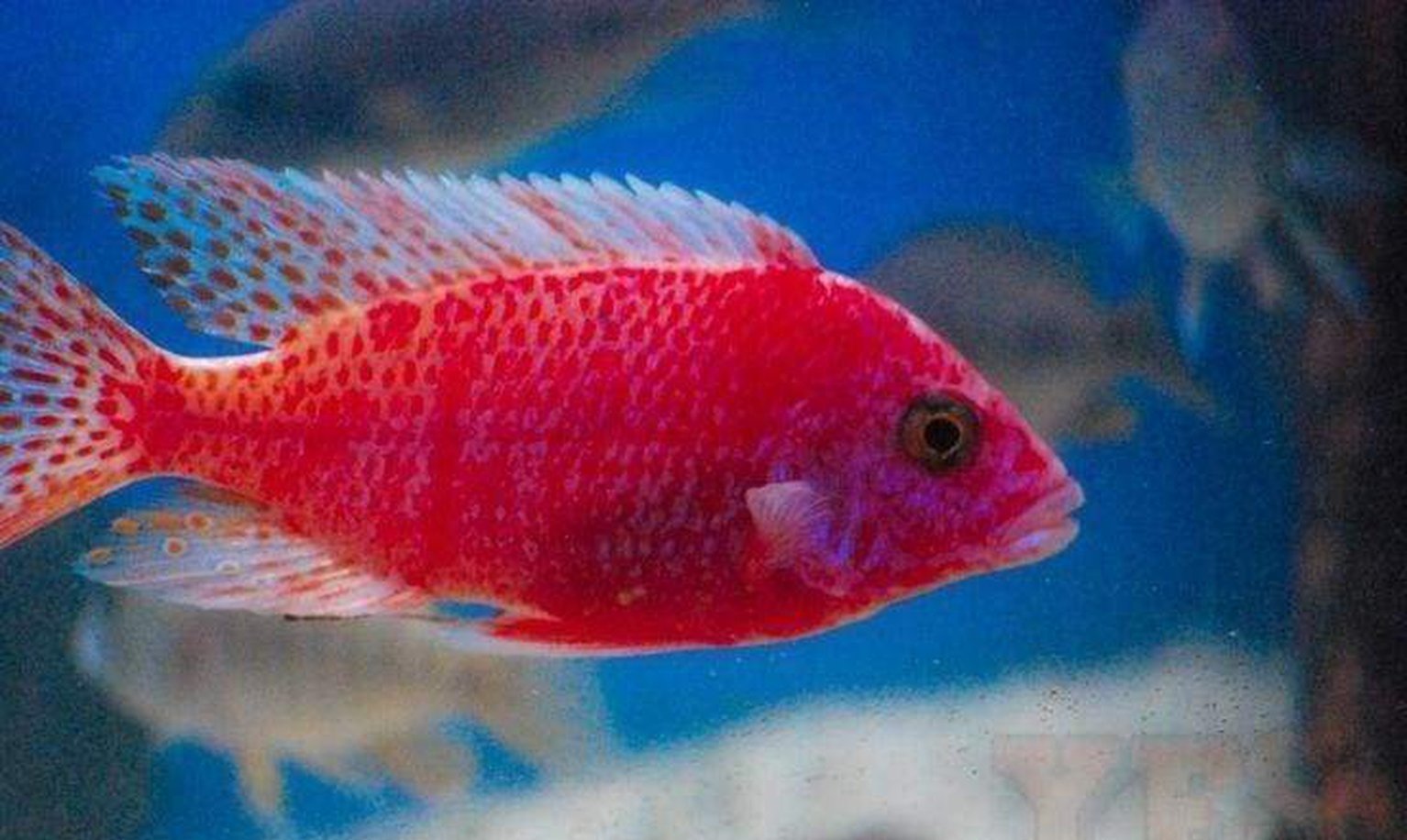X10 Strawberry Peacock Cichlids - Sml/Med 1 1/2" - 3" - Freshwater-Freshwater Fish Package-www.YourFishStore.com