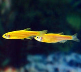 X10 Sunburst Orange Danio - Live Fresh Water Glow Glo Fish-Freshwater Fish Package-www.YourFishStore.com