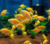 X10 Sunburst Orange Tetra - Live Fresh Water Glow Glo Fish-Freshwater Fish Package-www.YourFishStore.com