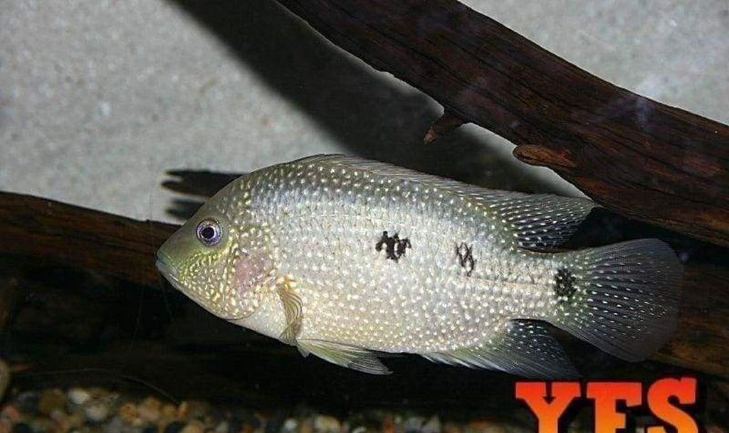 X10 Texas Cichlids Sml/Med 1" - 2" Each Freshwater Fish