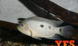 X10 Texas Cichlids Sml/Med 1" - 2" Each Freshwater Fish-Freshwater Fish Package-www.YourFishStore.com