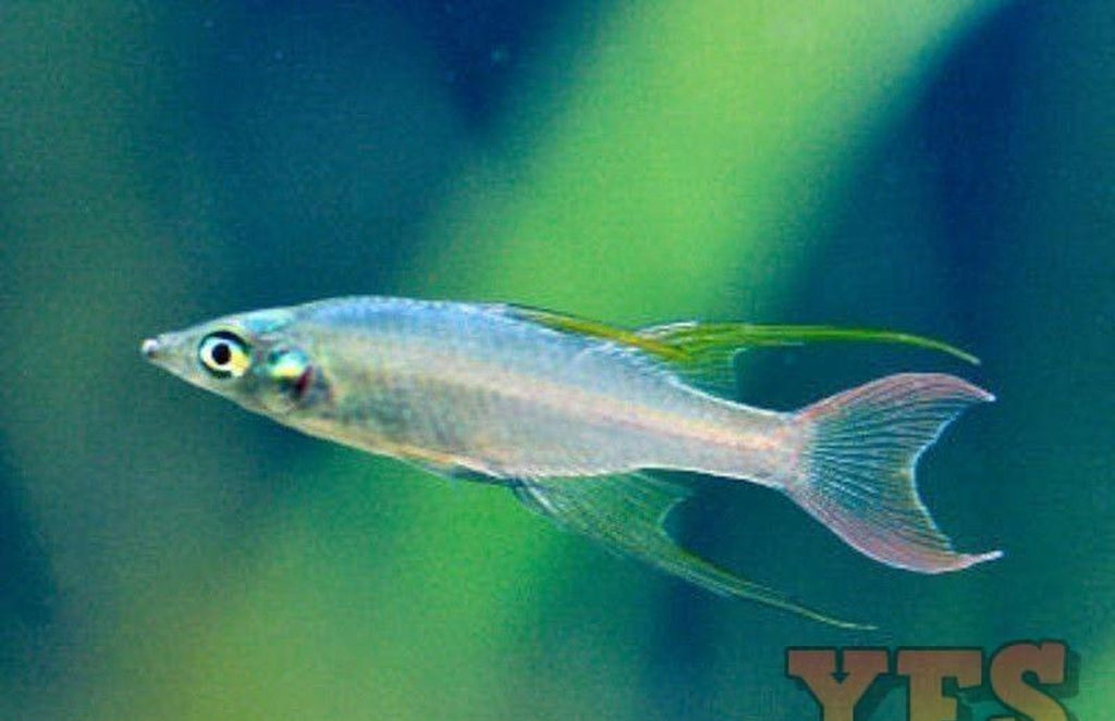 X10 Threadfin Rainbow Med 1" - 2" Freshwater Fish Package