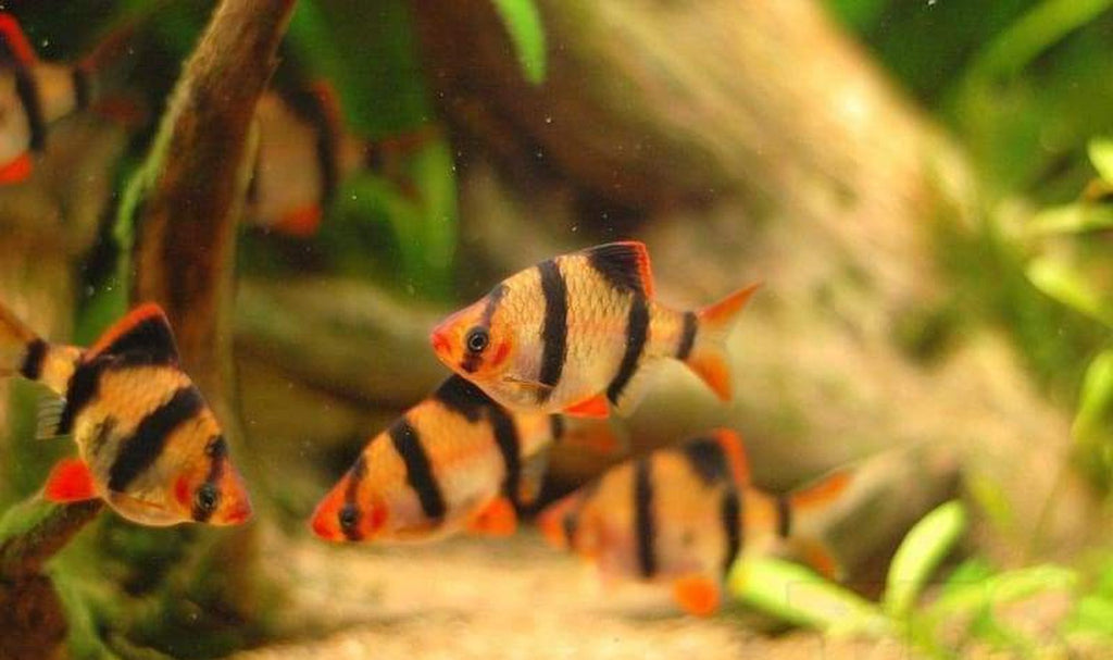 X10 Tiger Barb Fish - Package
