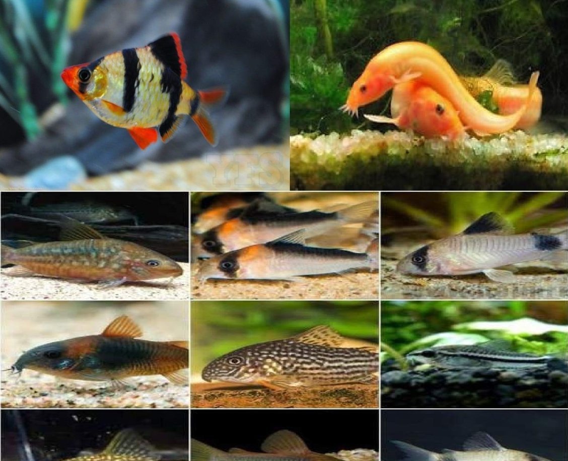 X10 Tiger Barb Package / x10 Dojo Loach / x10 Assorted Corydoras - Bulk Package-Freshwater Fish Package-www.YourFishStore.com