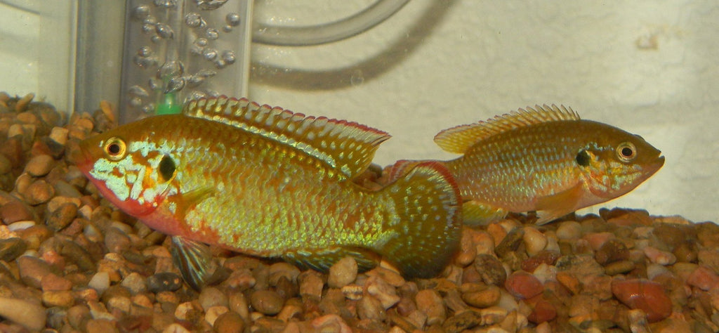 X10 Turquoise Jewel Cichlid South American Sml/Med 1"-2" Fresh Water