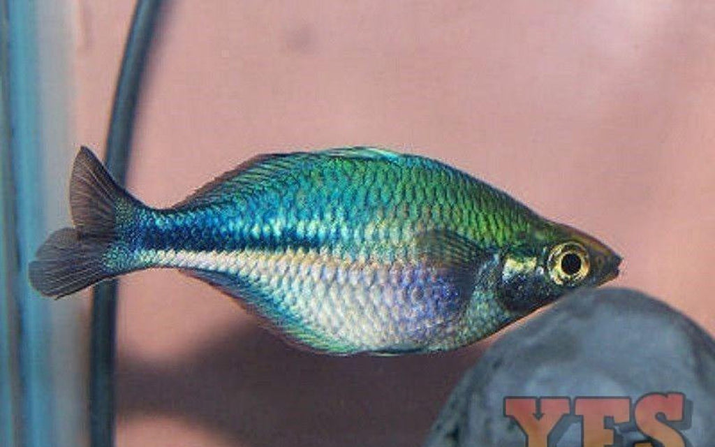 X10 Turquoise Rainbow Med 1" - 2" Freshwater Fish Package