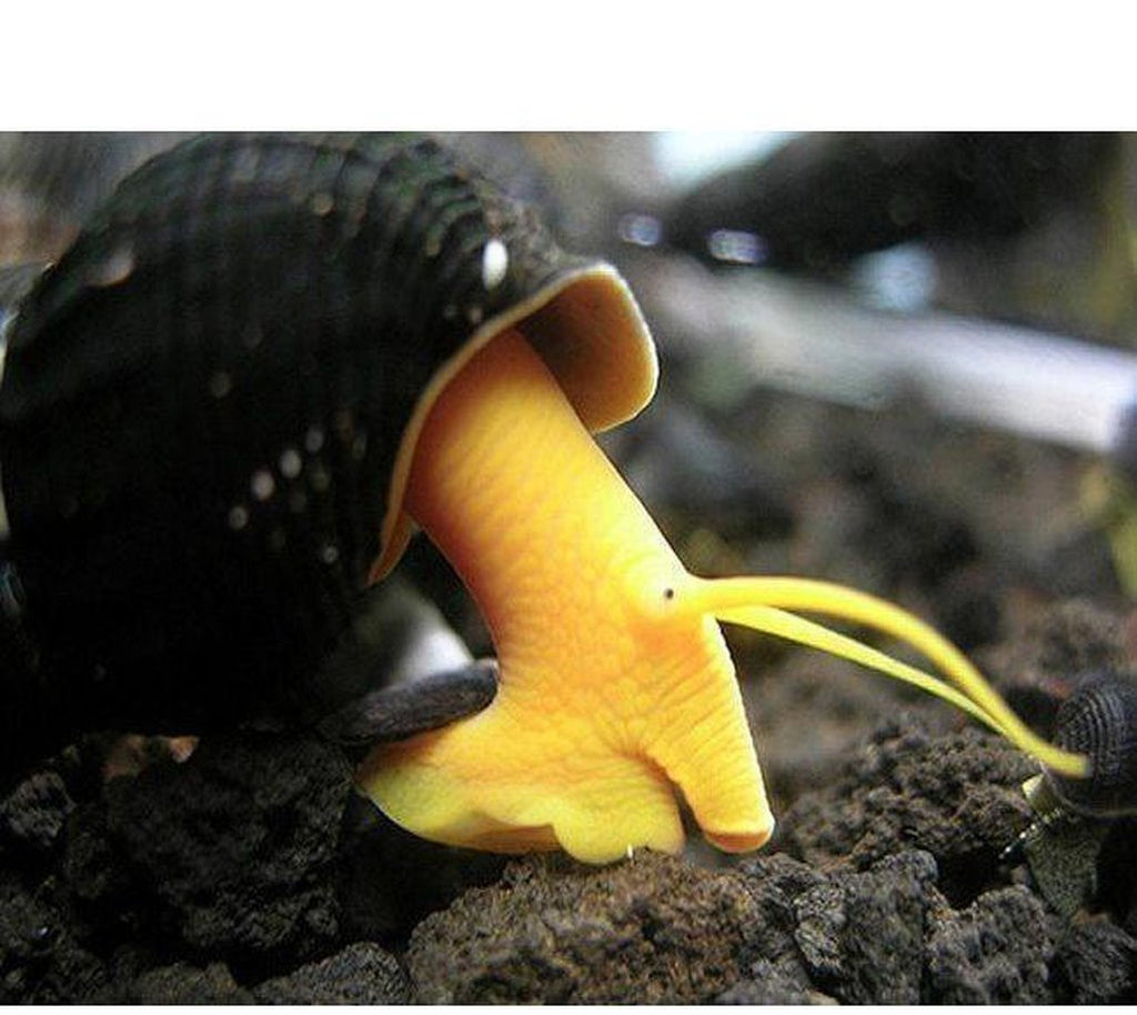 X10 Yellow Rabbit Snail Package - Fresh Water Snail Mystery