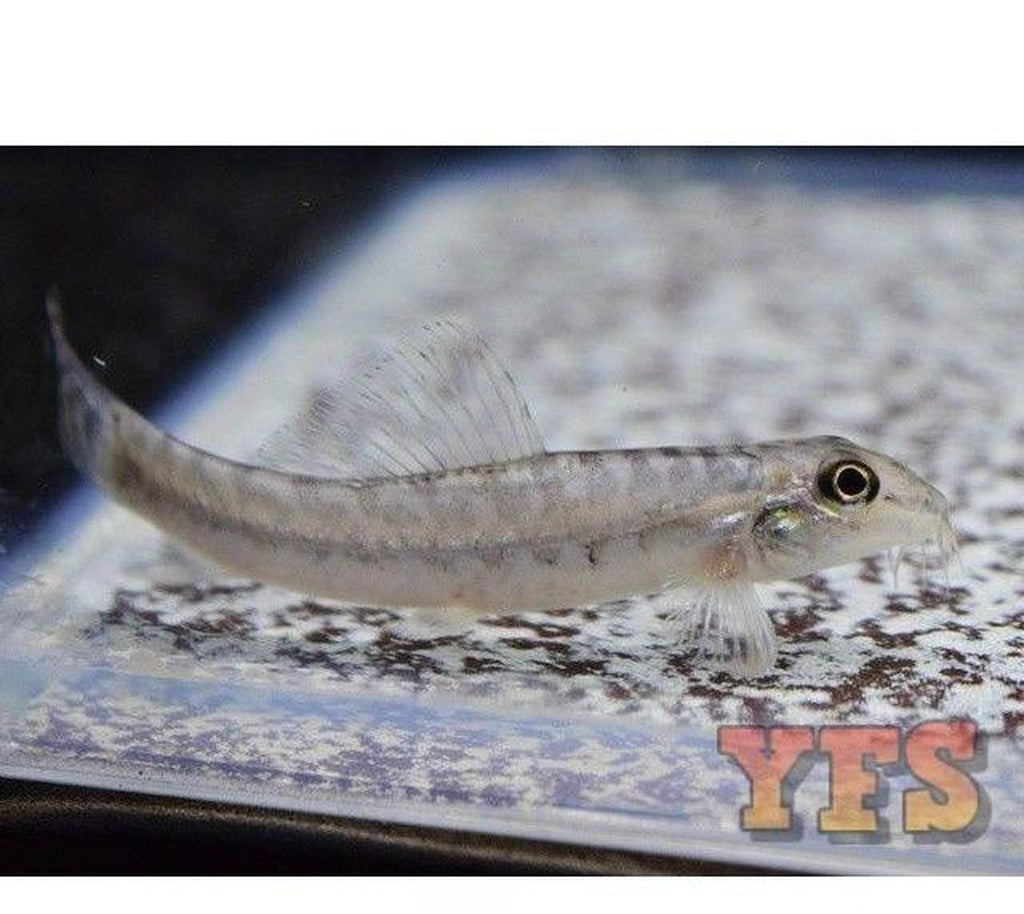 X10 Zipper Loach Sml/Med 1" - 1 1/2" - Fish Freshwater