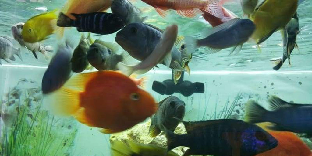 X100 Assorted South American Cichlids Sml/Med - Fresh Water *Bulk Save