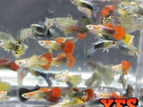 X100 Guppy Package Fish Live Tropical Community Mix *Bulk Save-Freshwater Fish Package-www.YourFishStore.com