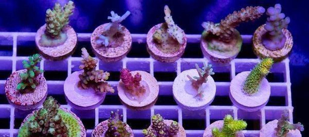 X12 Acro Acropora Frag Package Assorted Live Coral *Bulk Save