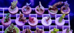 X12 Acro Acropora Frag Package Assorted Live Coral *Bulk Save-WYSIWYG CORAL AUCTION - ACAN-www.YourFishStore.com