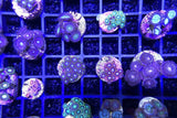 X12 Assorted Zoanthid Frag Package Zoa - Live Corals Fish *Bulk-frag packages-www.YourFishStore.com