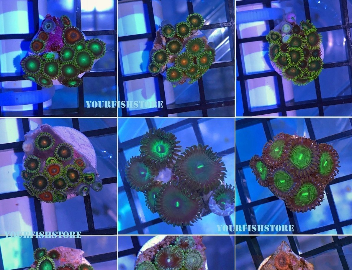 X12 Assorted Zoanthid Frag Package Zoa - Live Corals Fish *Bulk-frag packages-www.YourFishStore.com