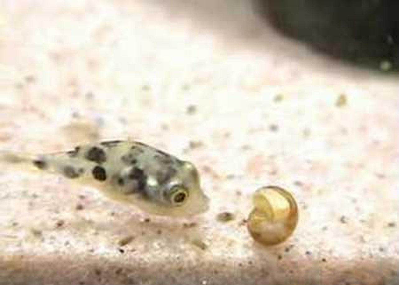 X12 Dwarf Freshwater Puffer only - Main Image