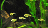 X12 Dwarf Freshwater Puffer Package - Fish Freshwater-Freshwater Fish Package-www.YourFishStore.com