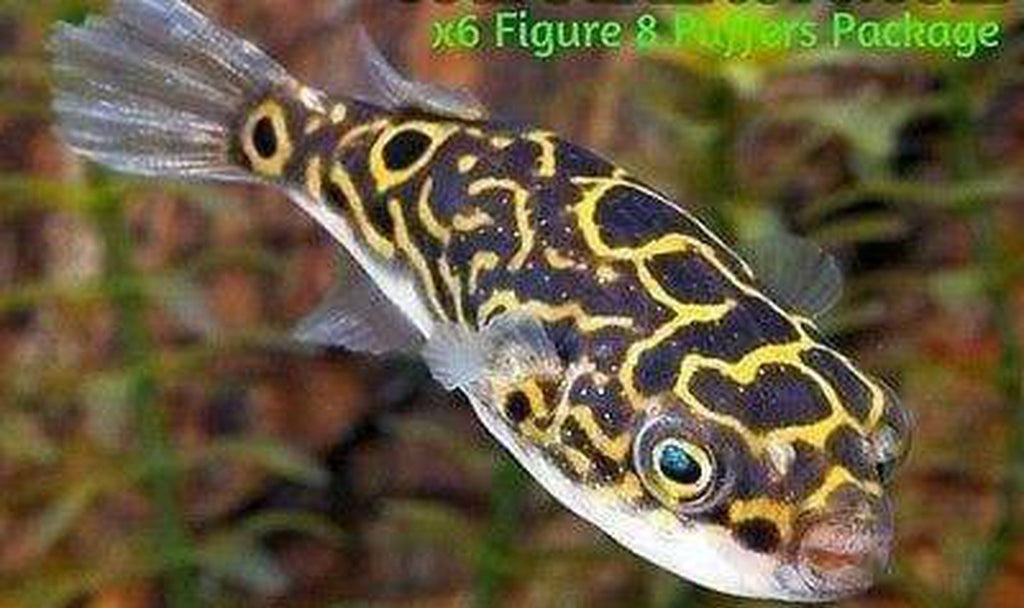 X12 Figure Eight Puffer Fish Tetraaodon Biocellatus Freshwater Fish Invert *Bulk