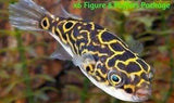 X12 Figure Eight Puffer Fish Tetraaodon Biocellatus Freshwater Fish Invert *Bulk-Freshwater Fish Package-www.YourFishStore.com