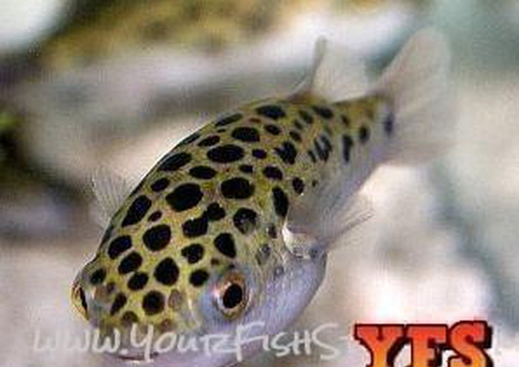 X12 Leopard Freshwater Puffer