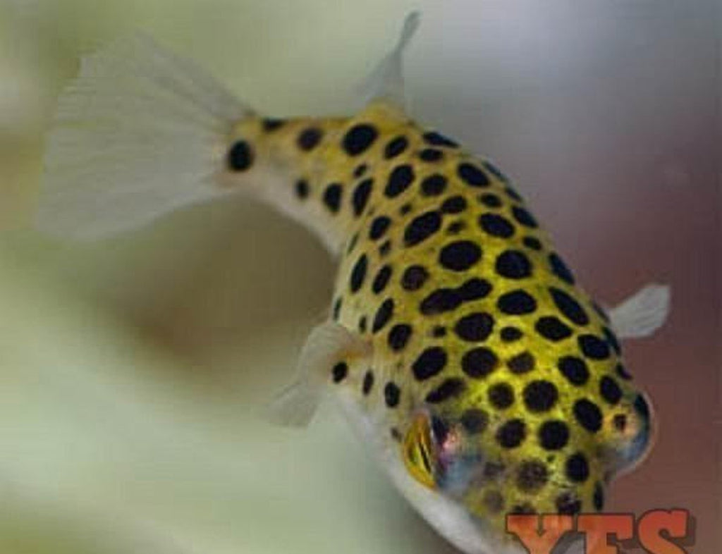 X12 Leopard Freshwater Puffer Sml/Med