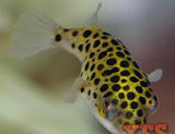 X12 Leopard Freshwater Puffer Sml/Med-Freshwater Fish Package-www.YourFishStore.com