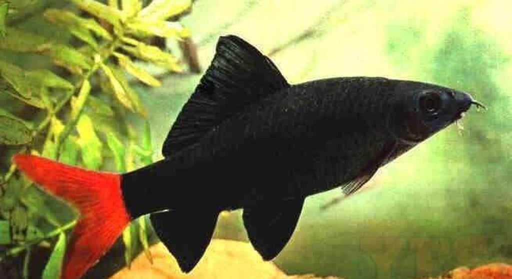 X12 Redtail Shark (Epalzeorhynchos Bicolor) Package - Fresh Water