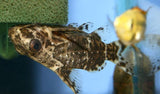 X12 Upside Down Catfish 1" - 2" Each + x10 Assorted Freshwater Plants - Fresh Water-Freshwater Fish Package-www.YourFishStore.com