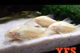 X15 Albino Corydoras Catfish-Freshwater Fish Package-www.YourFishStore.com