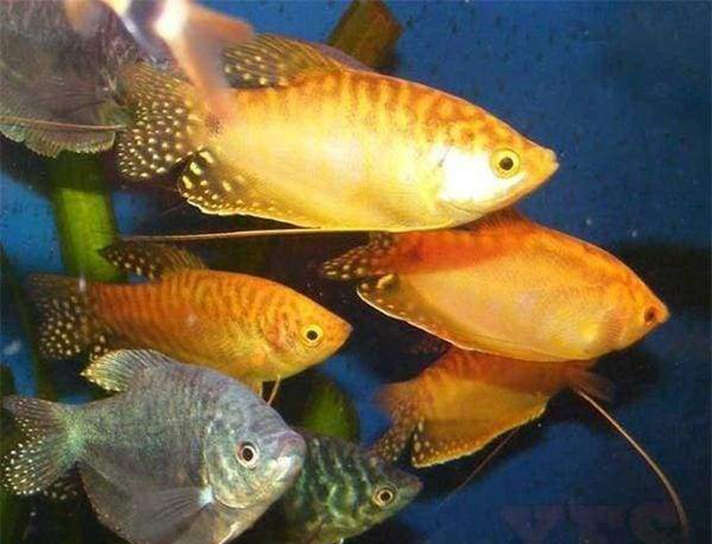 X15 Assorted Gourami Fish Live Tropical Community Mix