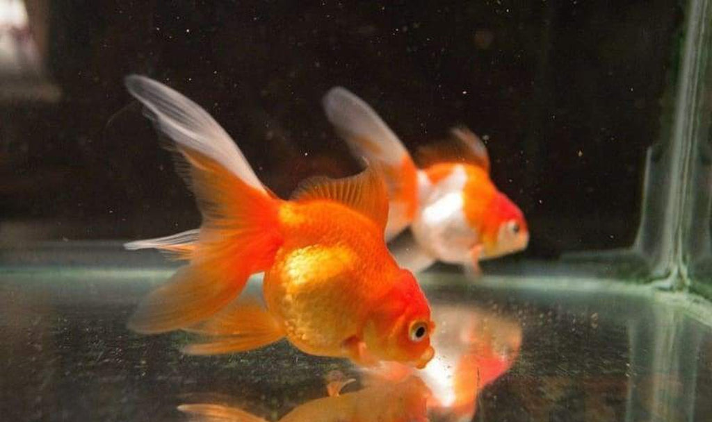 X15 Assorted Oranda Goldfish Sm/Med Approx 1" - 2" Each - Package Free Shipping