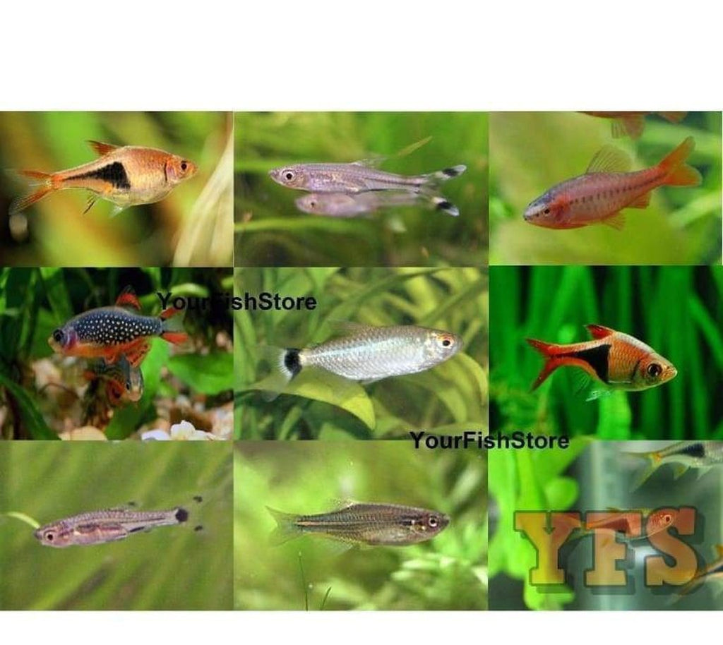 X15 Assorted Rasbora - 1/2" - 1" Each - Freshwater Fish