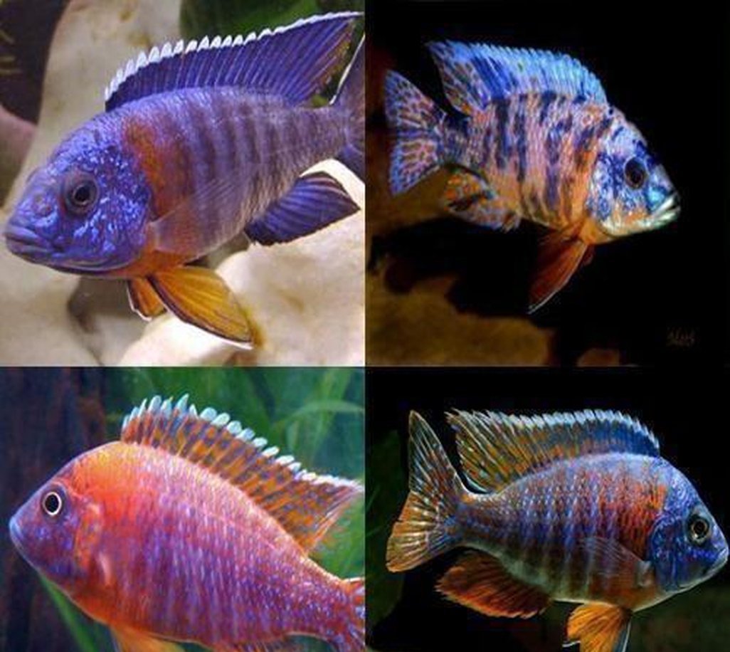 X15 Aulonocara Peacock Cichlid Assorted Freshwater + x10 Assorted Plants-Freshwater Fish Package-www.YourFishStore.com